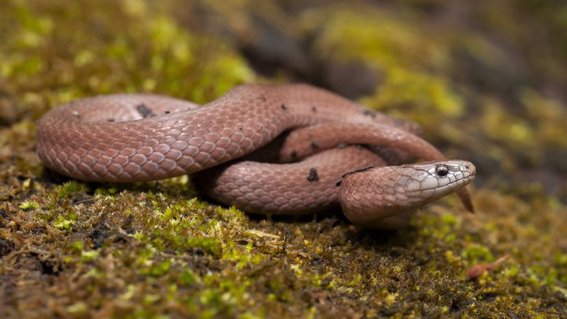 Eastern smooth earth snake