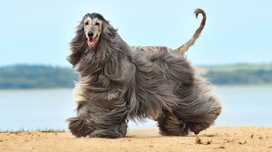 10 'Hypoallergenic' Dogs (No Dog Is Completely Allergen-Free)