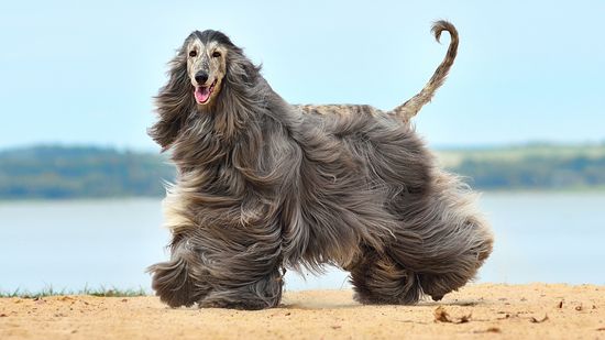 10 'Hypoallergenic' Dogs (No Dog Is Completely Allergen-Free)