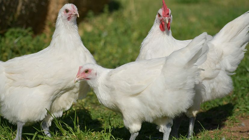 Bresse chickens