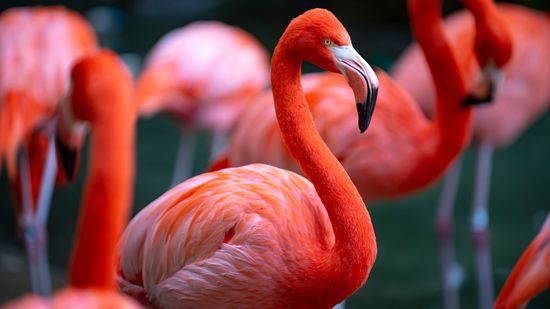 What Is a Group of Flamingos Called? Not a Flock, Another 'F' Word
