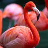 What Is a Group of Flamingos Called? Not a Flock, Another 'F' Word