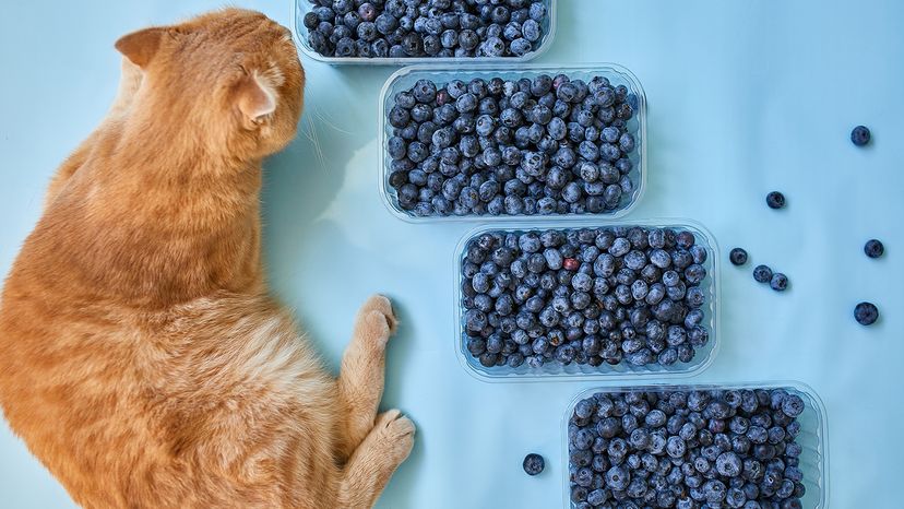 cat with blueberries