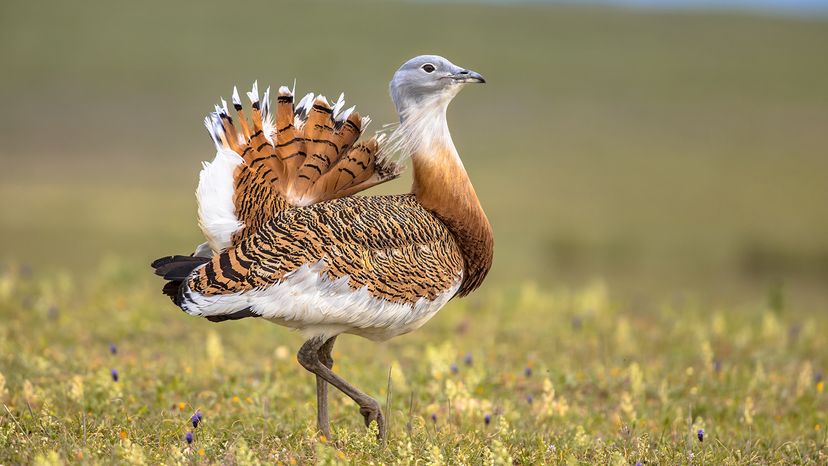 Great bustard