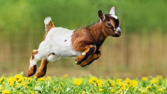 What Is a Baby Goat Called? Kids, Bucklings, and Doelings