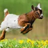 What Is a Baby Goat Called? Kids, Bucklings, and Doelings