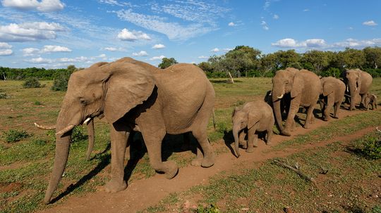 What Is a Group of Elephants Called?