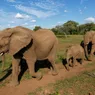 What Is a Group of Elephants Called?