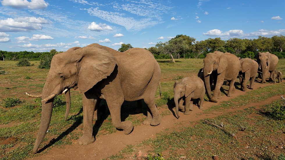 What Is a Group of Elephants Called?