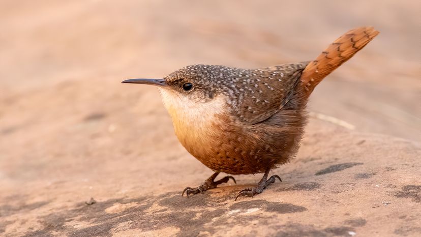Canyon wren