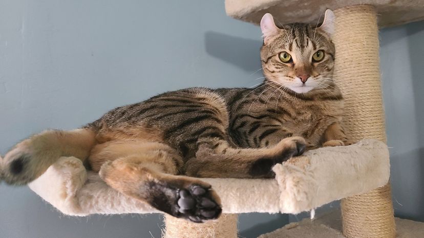 cat