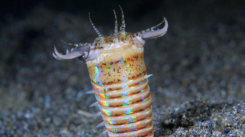 bobbit worm