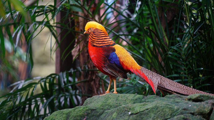 Golden pheasant