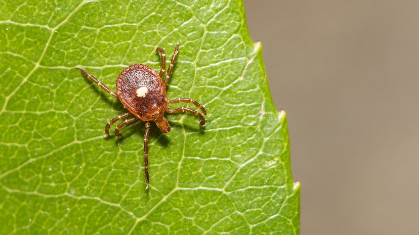 Lone star tick