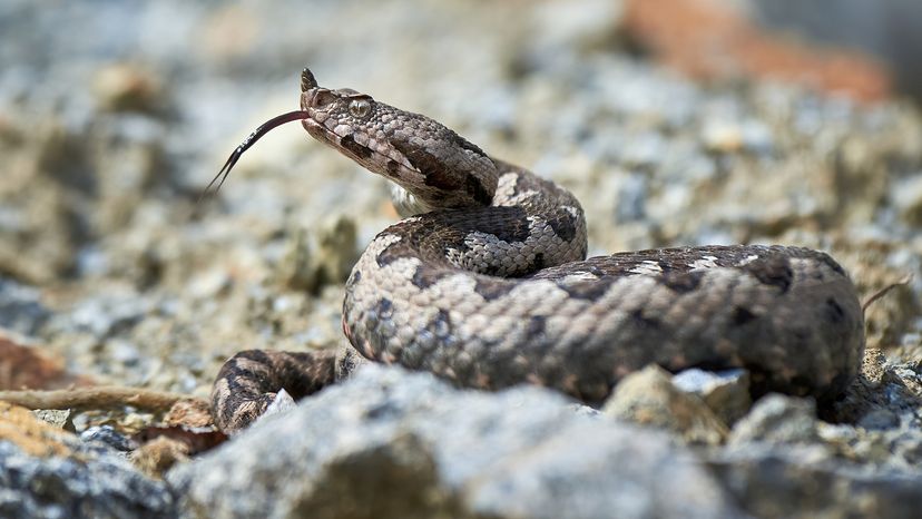 Nose-horned viper