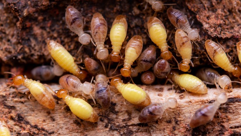 Termites eat wooden planks