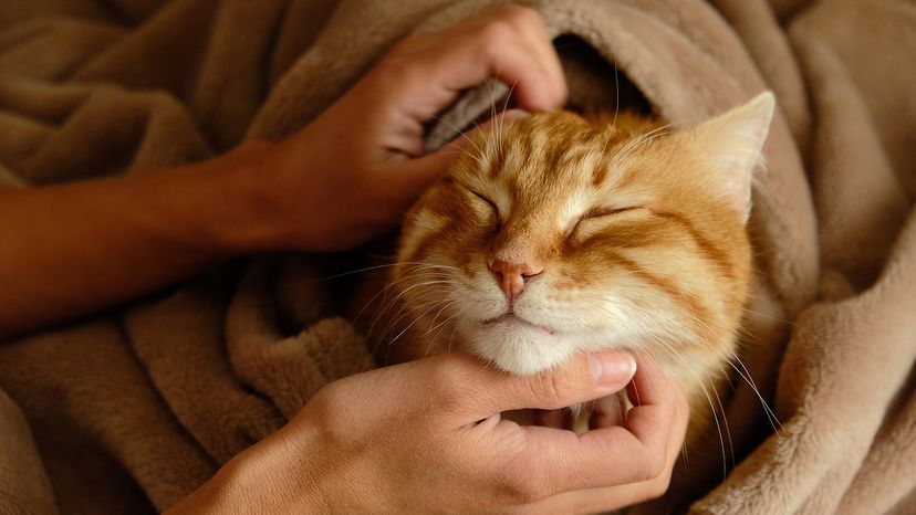 orange tabby