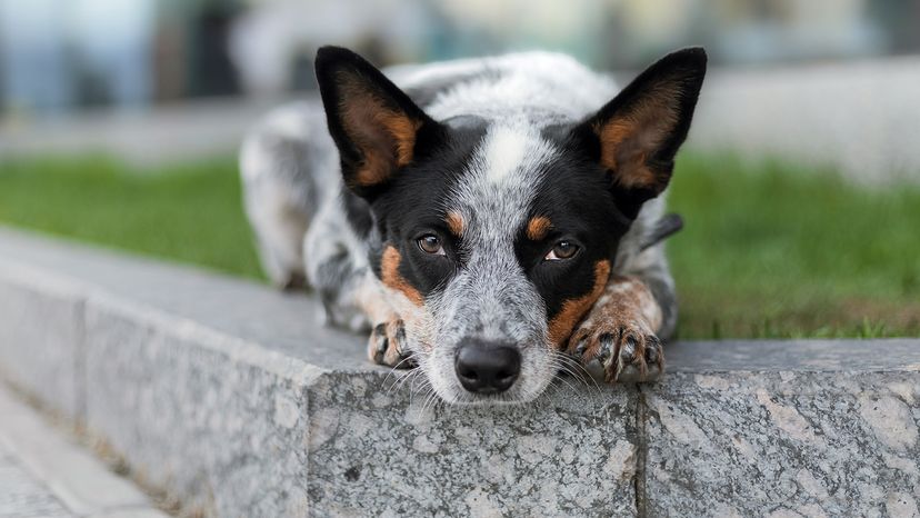 Australian cattle dog