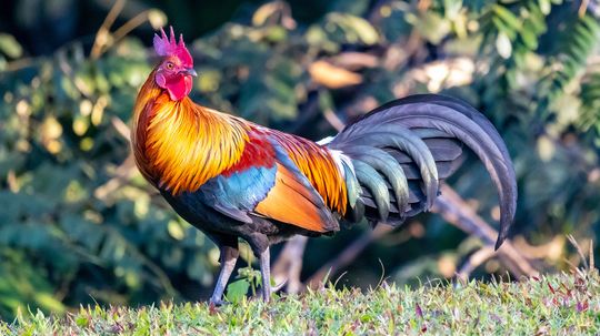 Where Do Chickens Originate From?