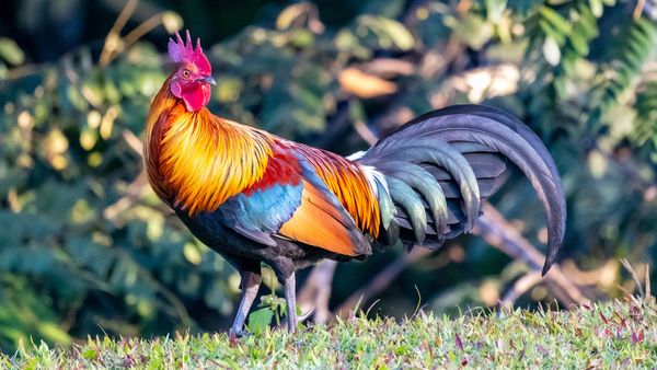 Where Do Chickens Originate From?