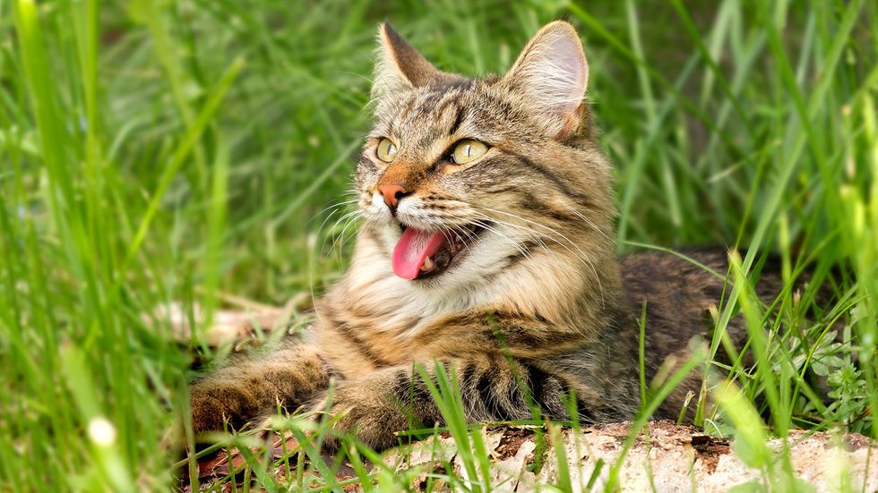Why Is My Cat Panting? Should I Be Worried?