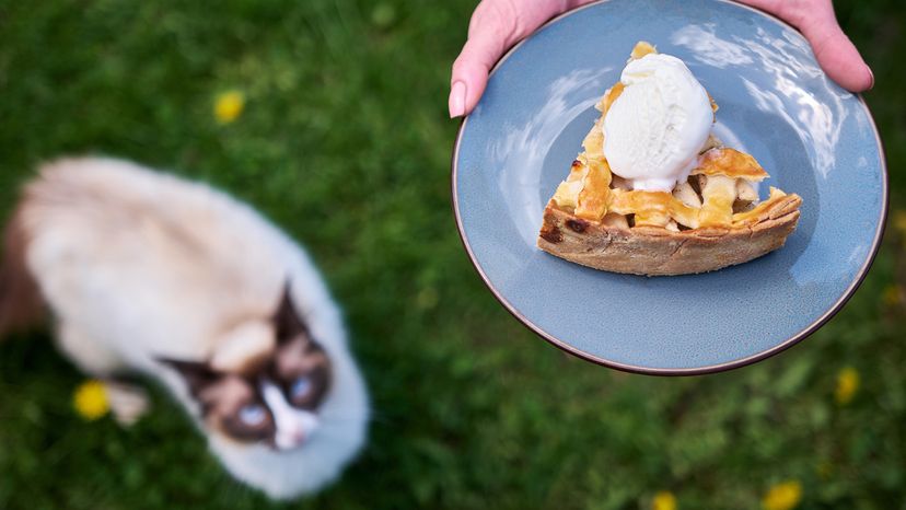 Person holding apple pie