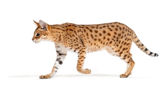 Savannah Cat Hybrids Are Gorgeous, Energetic and Expensive