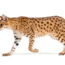 Savannah Cat Hybrids Are Gorgeous, Energetic and Expensive