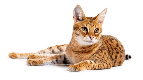 15 Most Expensive Cat Breeds in the World