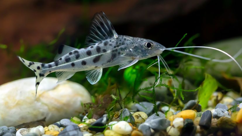 fish