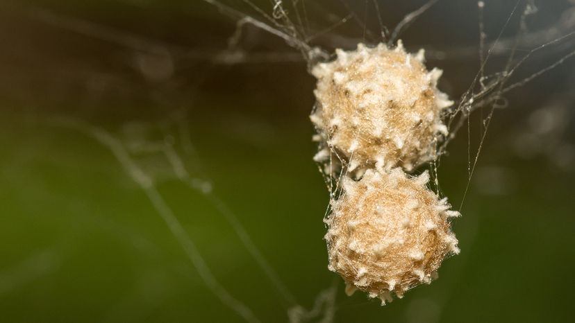 spiky white balls surrounded by web