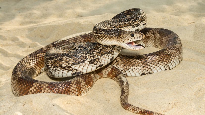 Florida pine snake