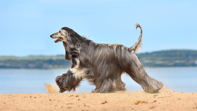 Afghan Hound