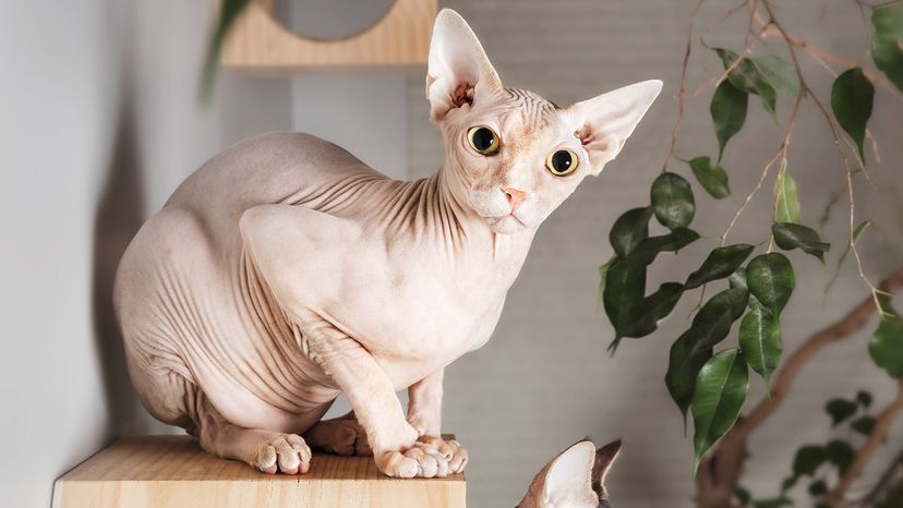 Sphynx