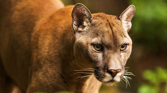 Panther vs. Cougar: Different Names for the Same Cat
