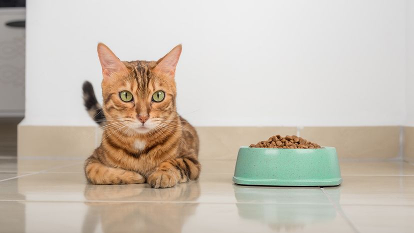 Cat next to a bowl full of dry food