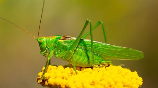 Grasshopper vs. Cricket Sounds, Anatomy, and Habitats