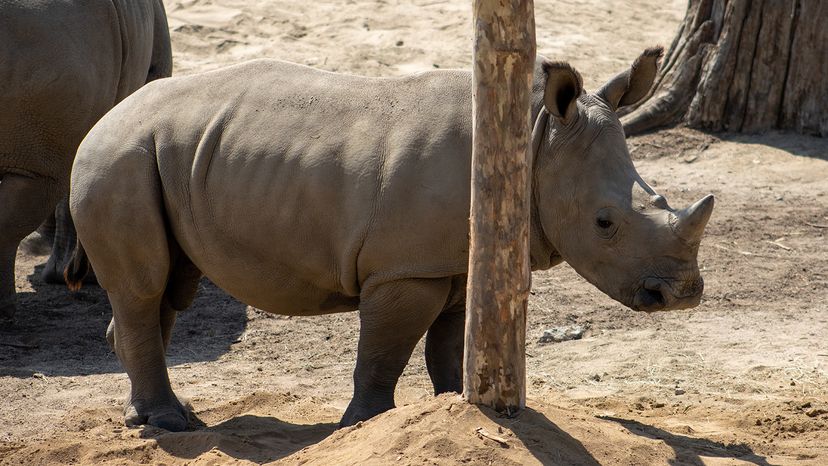 A rhino on a dirt patch in captivity