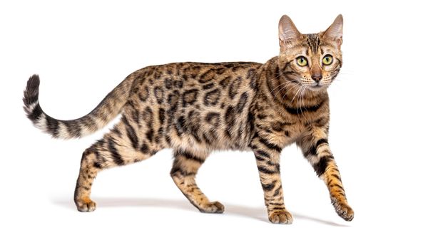 The Bengal Cat Hybrid Has a Controversial Backstory