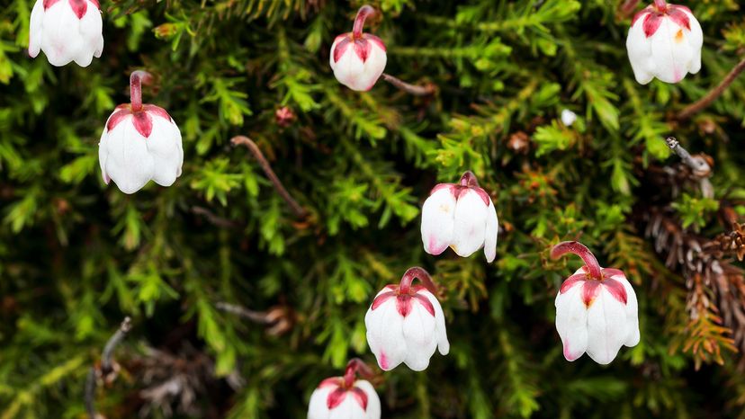 Arctic bell heather