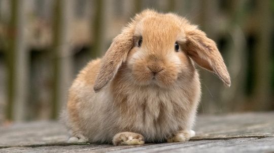 Finding the Cutest Rabbit Breed: 7 Fluffy Cuddle Buddies