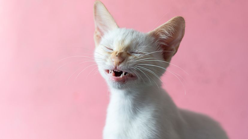 Cat sneezing