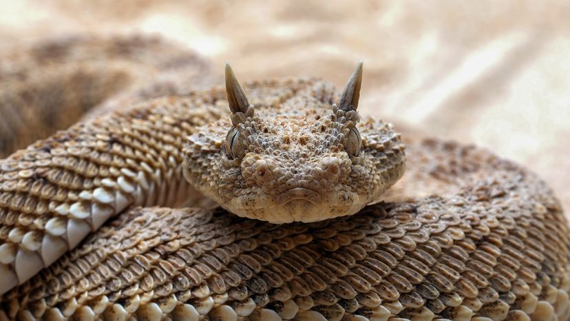 Desert horned viper