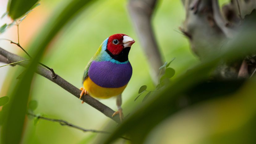 Gouldian finch