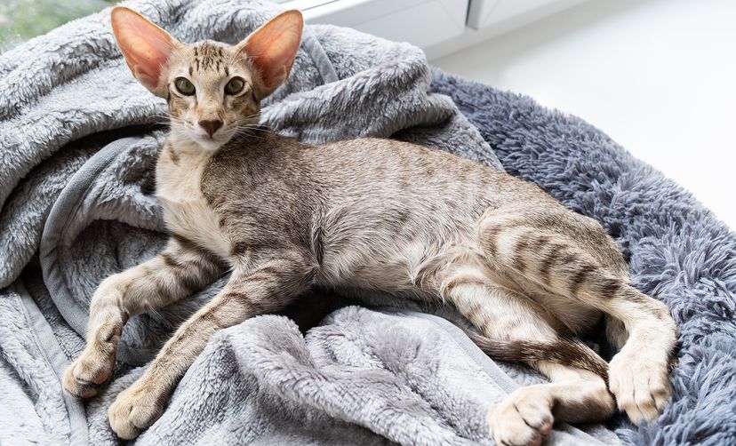 Oriental Shorthair