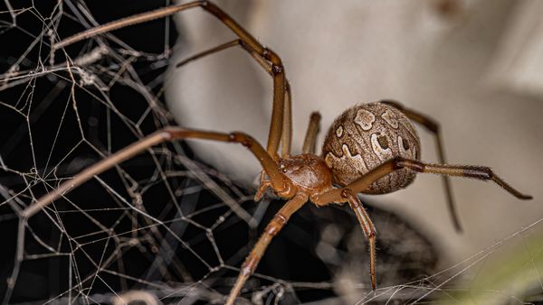 Cannibalistic Brown Widow Spider Will Eat Black Widow Species