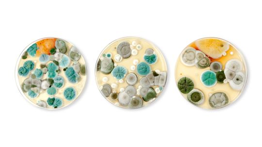 12 Types of Mold That'll Make You Want to Deep-Clean Your House ASAP