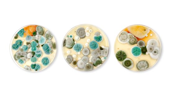 12 Types of Mold That'll Make You Want to Deep-Clean Your House ASAP