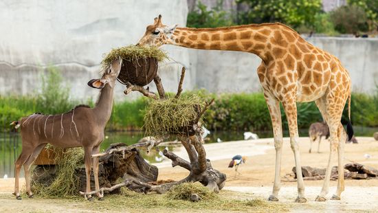 The Biggest Zoo in the U.S. Hosts Actual Safari Adventures