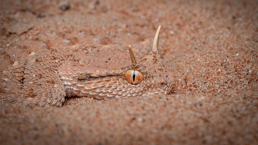 Arabian horn viper